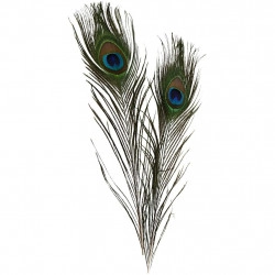 Peacock Feathers set of 6...