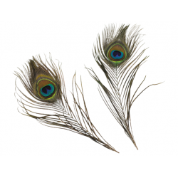 Peacock feathers set of 3...