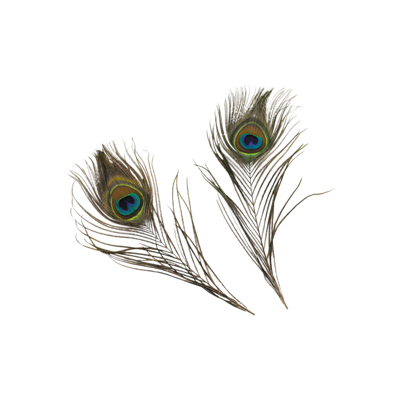 Feathers-peacock